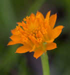 Orange milkwort